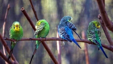 Wellensittiche im Sommer: So schützen Sie Ihre Vögel vor Hitze