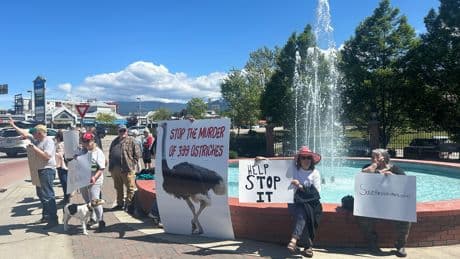 Support grows for B.C. ostriches facing cull after federal court upholds order