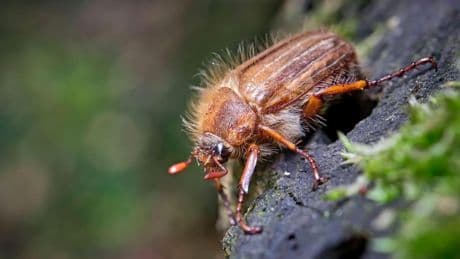 Larve des Junikäfers: Das macht Engerlinge gefährlich