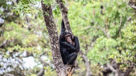 West-Afrikaanse chimpansees trommelen in een ander ritme dan hun verwanten uit Oost-Afrika