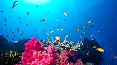 Wo bunte Fische und seltene Vögel sich den Rang ablaufen
