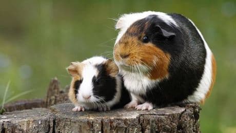 Hildesheim: 14 Meerschweinchen mit Luftgewehr erschossen