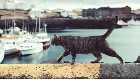 Cómo llegaron los primeros gatos domésticos a lo que hoy es Estados Unidos