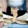 Katzenpsychologie: Was es bedeutet, wenn Ihre Mieze Ihnen auf Schritt und Tritt folgt