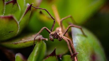 Un joven pierde el habla tras sufrir la picadura de una araña