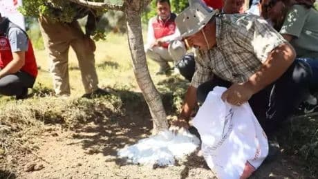 Her ağaçtan 20 bin lira gelir elde ediliyor:  Yılda 3 defa hasat yapılıyor