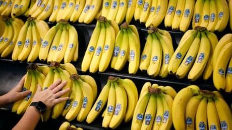 Chiquita will wegen Streik in Panama Tausende Arbeiter entlassen