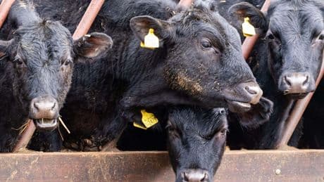 First case of highly infectious viral disease detected on French cattle farm