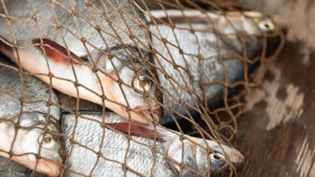Conférence sur l’océan : « La pêche illégale doit être un sujet central des négociations »