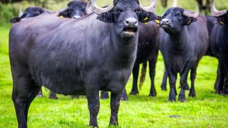 Afrique du Sud: un Américain tué par un buffle lors d'une chasse