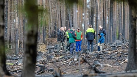 Klimawandel | Nach dem Waldbrand: Grünes Wunder im Werden
