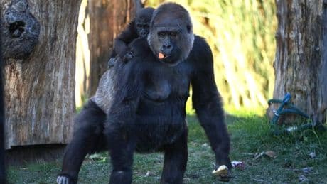 I’m an evolutionary expert. Here’s who would really win in a fight between 100 men and a gorilla