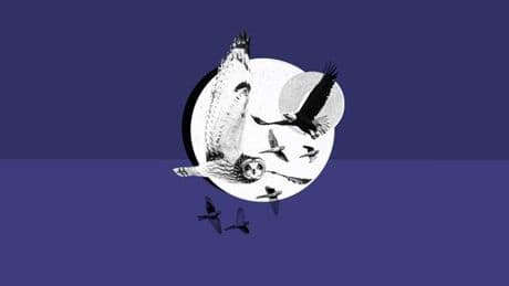 Quiz culture générale : huit questions sur les animaux
