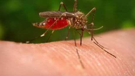 West Nile, seconda vittima nel Lazio: i sintomi sono gravi nell’1% dei casi