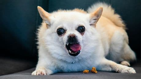 La cocaïne est-elle bonne pour les chiens? Un chihuahua en a avalé un sachet et a bien failli y rester