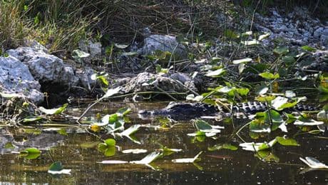 Duitse stad zoekt naar alligator in vijvertje