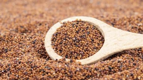 Adiós a la avena y la quinoa: el cereal sin gluten que frena el envejecimiento y potencia músculos y memoria