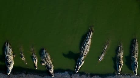 Israel euthanizes crocodiles after repeated escapes and inhumane treatment