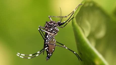 Dengue: premier épisode de transmission autochtone de l’année détecté en métropole, en Auvergne-Rhône-Alpes