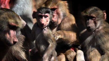 Selfietour im Zoo: Smartphone fällt ins Affengehege – Pavianbande dreht sogar Videos