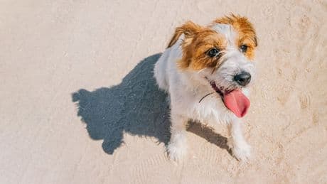 Kurtaxe an der Ostsee steigt - Urlaub mit Hunden wird teurer