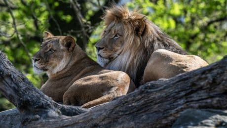 Horrified tourists watch as Bangkok zookeeper mauled and eaten by lions