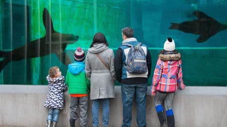 PvdD voert actie voor welzijn van zeeleeuwen in Artis, maar verhuizing is al gepland