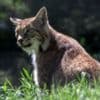 Illegal release lynx arrive at their new permanent home
