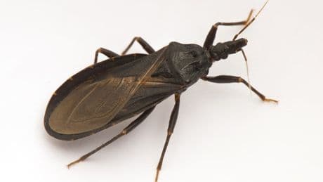 Up to 100,000 Californians could have potentially fatal ‘kissing bug’ disease previously rarely seen in US