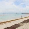 Guadeloupe : une kitesurfeuse piégée dans les sargasses qui envahissent les Antilles