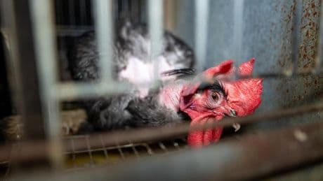 Exclusive: Global egg industry investigation reveals widespread abuse of caged hens amid bird-flu pandemic