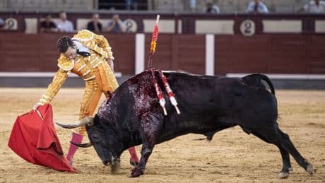 Los toros de El Torero ganan enteros en la noche de La Paloma en Las Ventas: Molina malogra con la espada una faena de triunfo