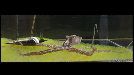 Octopus blijkt gevoelig voor de illusie van een rubberen arm