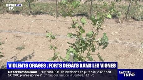 Orages: "Les pertes se chiffrent entre 50% et 100%", déplore ce vigneron de l'Allier