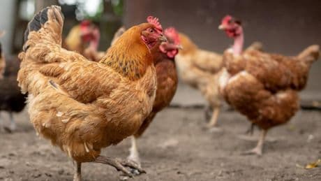 ¿Por qué algunas ciudades de Francia y Bélgica regalan pollos y gallinas vivos a sus habitantes?