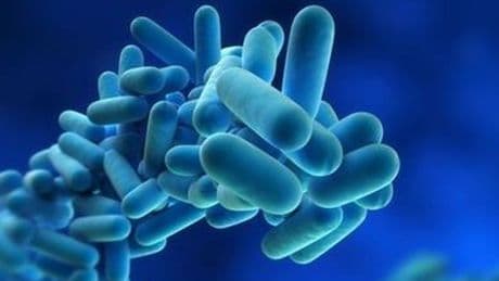 Legionella: cos'è, come si può contrarre e quali sono i rischi per la salute