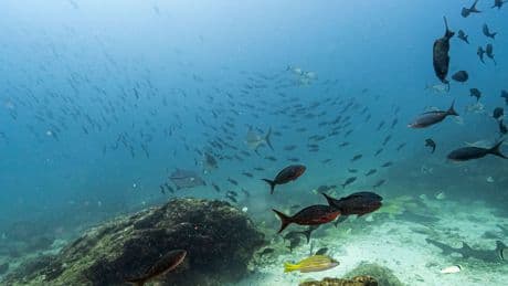 Why the High Seas Treaty Matters