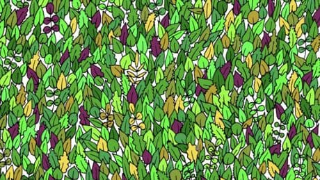 Augentest: Tierisches Suchbild: Finden Sie den kleinen Frosch in 15 Sekunden?