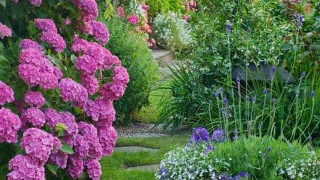 Roses and hydrangeas bloom magnificently with two kitchen scraps in the soil