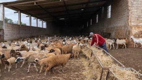 Marruecos se reúne para celebrar la Fiesta del Cordero con la ausencia de su principal protagonista
