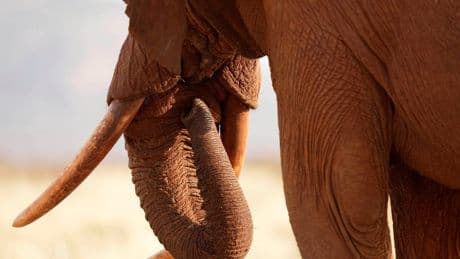 Tuesday is World Elephant Day. 5 things to know about the world's largest land mammals