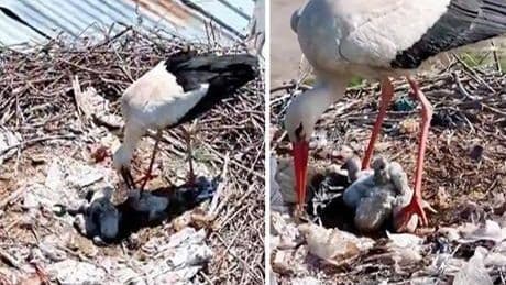 Tam zamanında mucize! Köyü terk etmediler Anneler Günü’nde ‘anne’ oldular