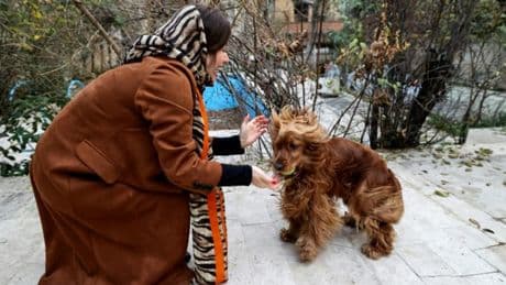 "Une menace pour la santé publique, la paix et le bien-être": plusieurs villes iraniennes interdisent de promener les chiens