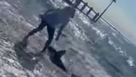 Moment brave UK beachgoers throw shark related to great white back into ocean