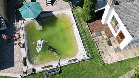 Beißen verboten! - Alligator planscht im Gartenpool