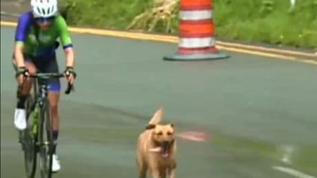 Hond rent 25 kilometer mee en komt als 13e over de streep in Ronde van Colombia voor vrouwen
