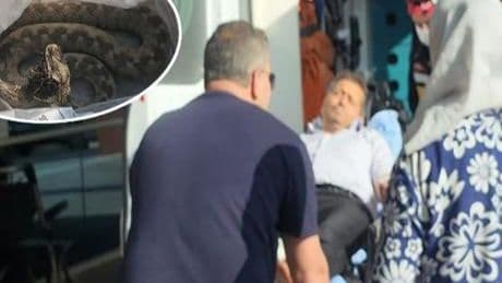 Ailesi ile pikniğe gitti dehşeti yaşadı! Engerek yılanı ayağını ısırdı