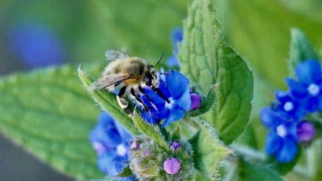 Map shows areas with highest pollen count after hayfever warning issued