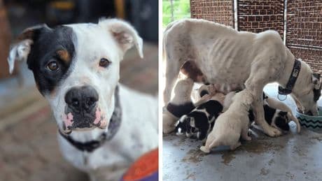 33 cats, dogs, puppies surrendered from Nanaimo property