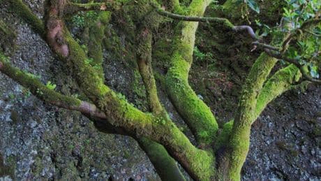 Garoé: el árbol sagrado de El Hierro que 'crea agua'